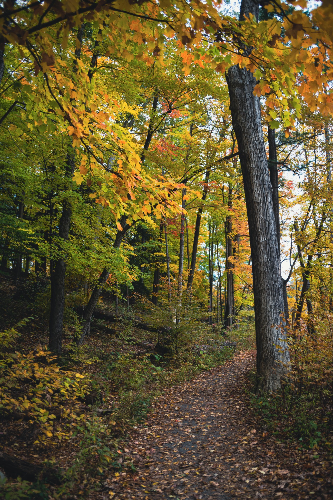 An autumn woodland trail in the Northwoods
