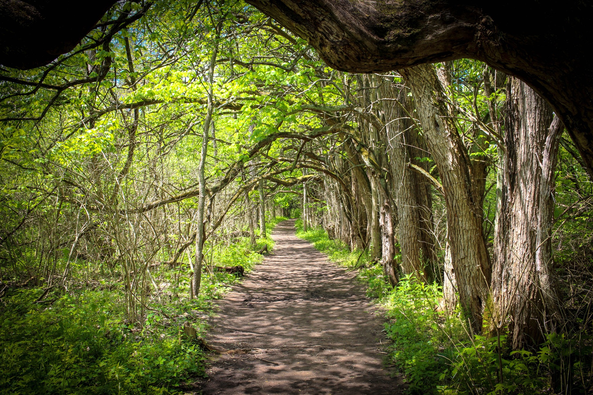 A summer woodland trail in the Northwoods near Lakewood, Wisconsin