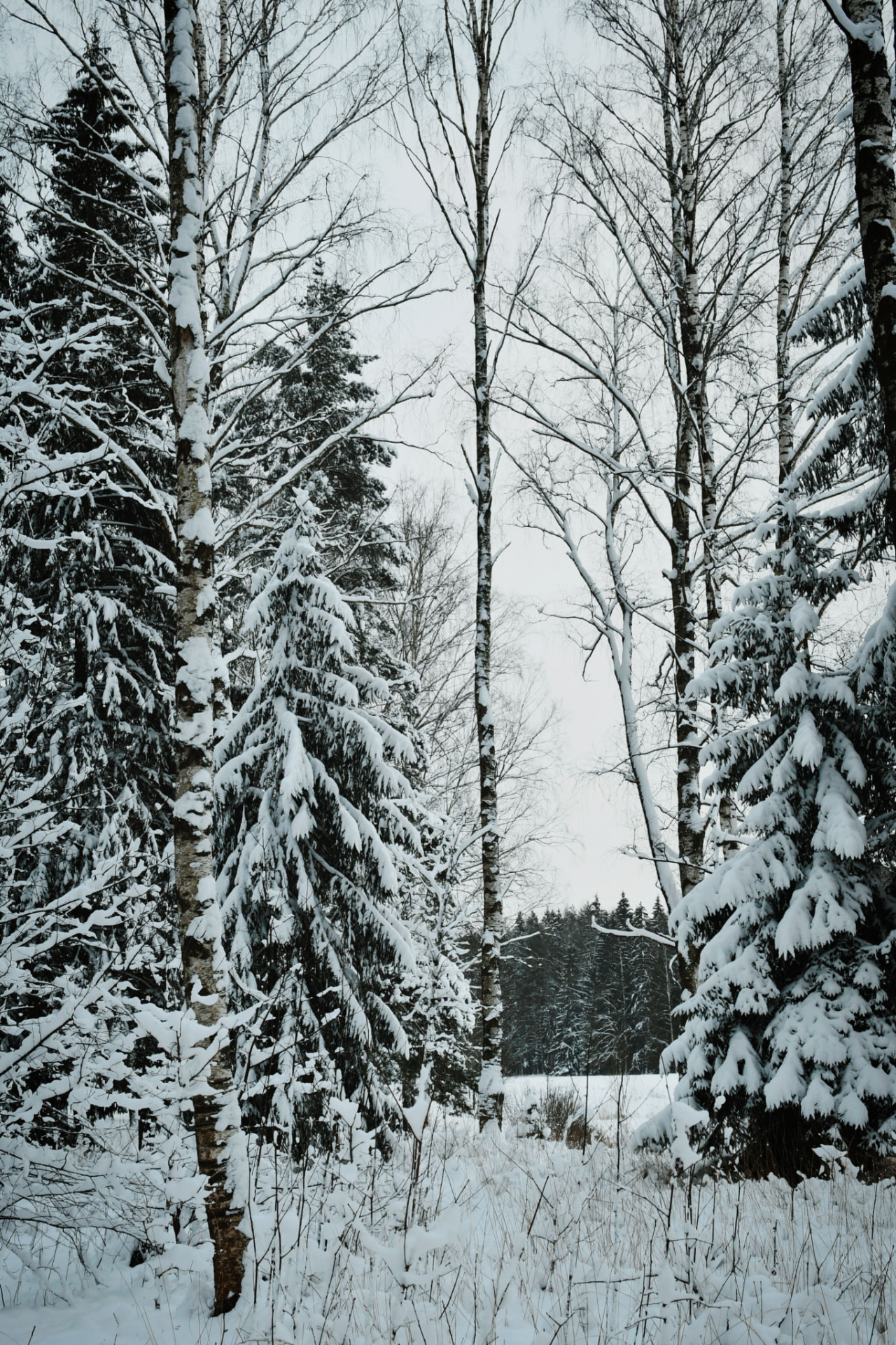 Snow-covered birch and pine forest in winter