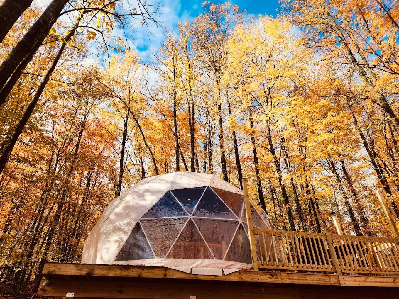 The glamping dome surrounded by golden autumn trees