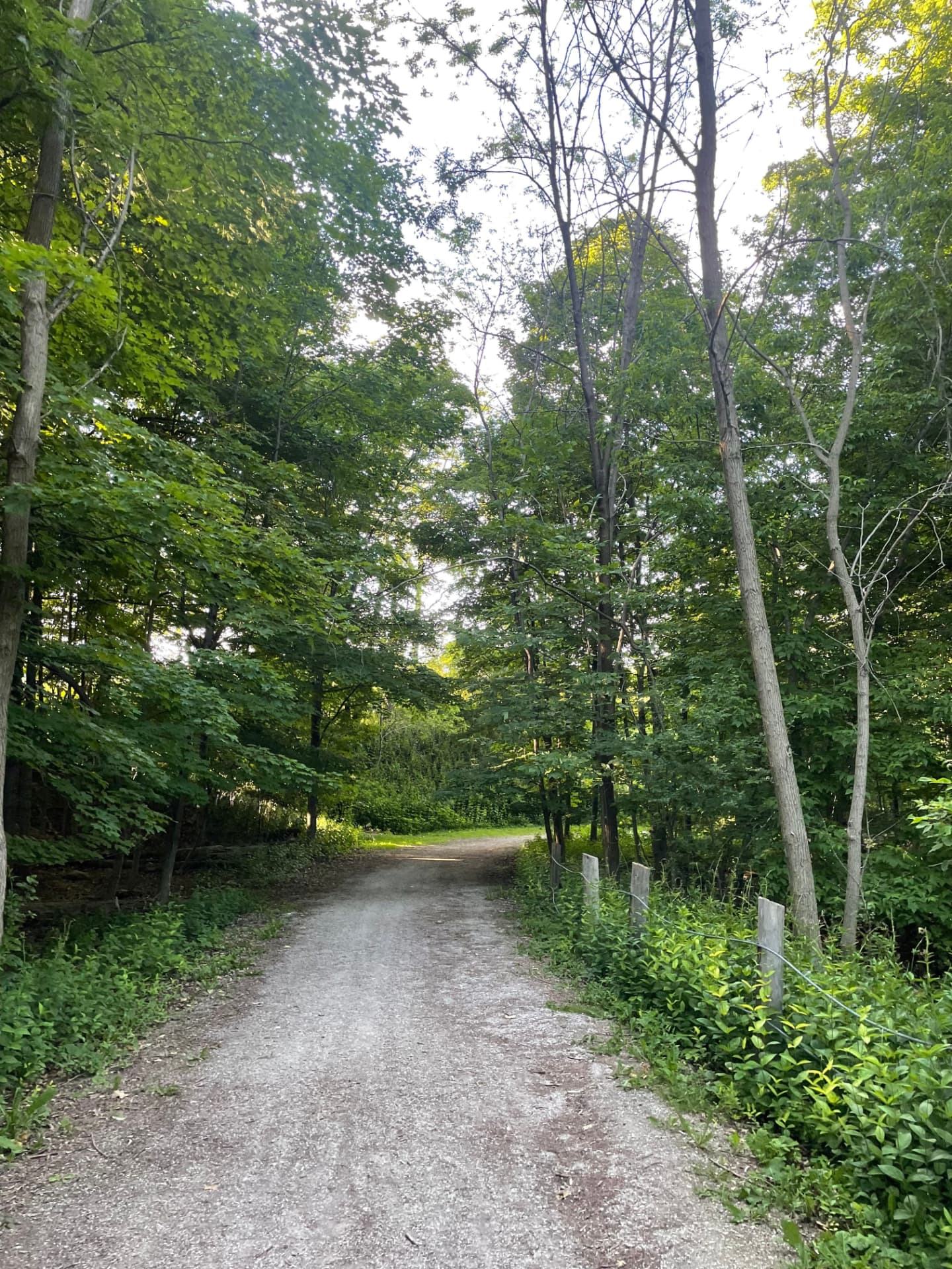 A gravel forest path through green summer woods