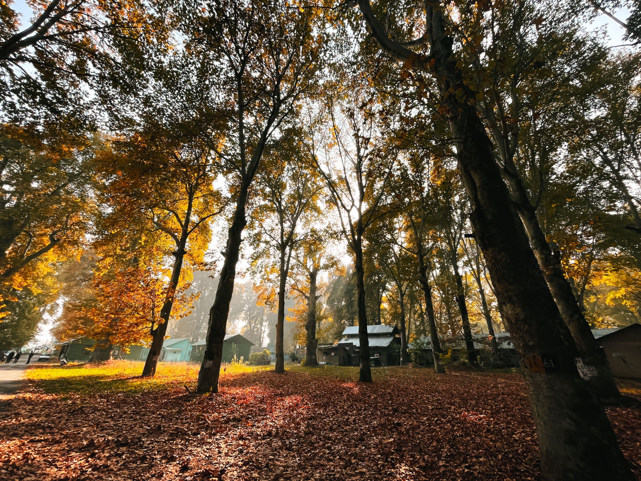 An autumn clearing in the Northwoods near Lakewood, Wisconsin
