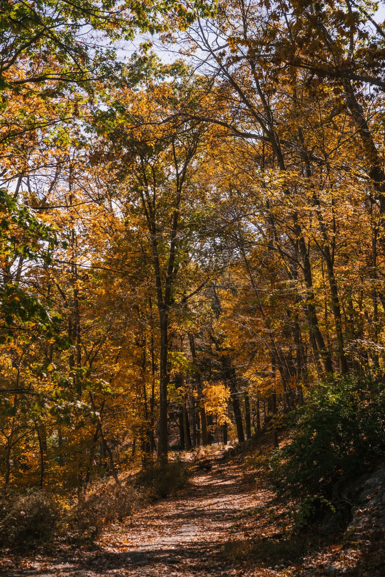 A woodland trail lined with golden autumn trees