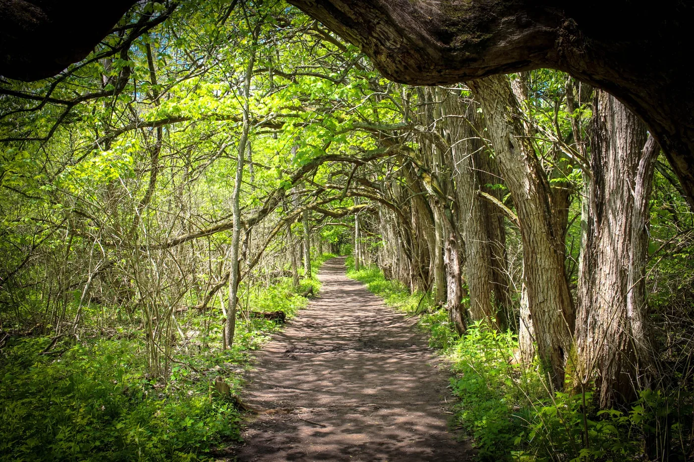 Sunlit woodland hiking trail in northern Wisconsin