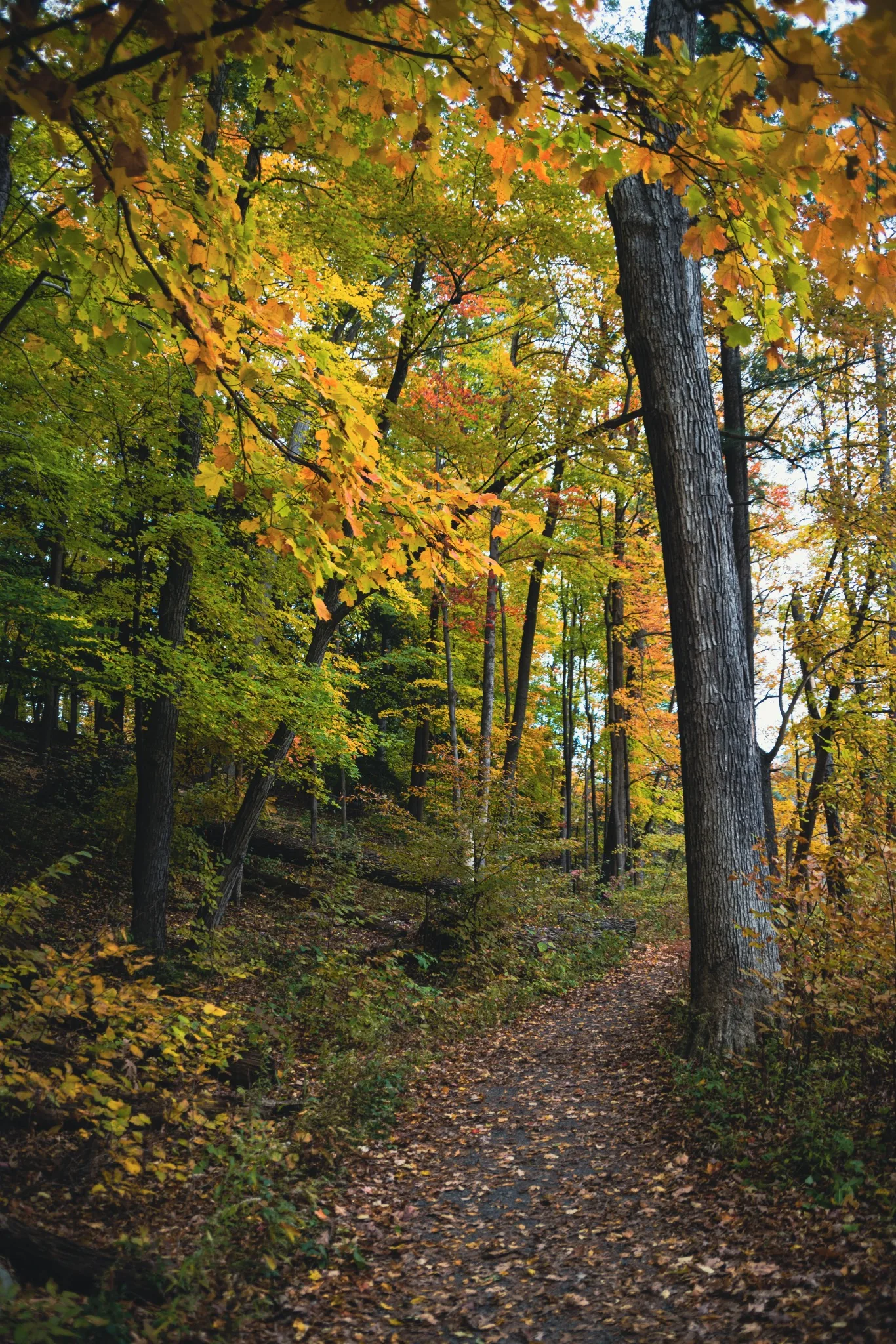 Autumn woodland trail winding through northern Wisconsin forest